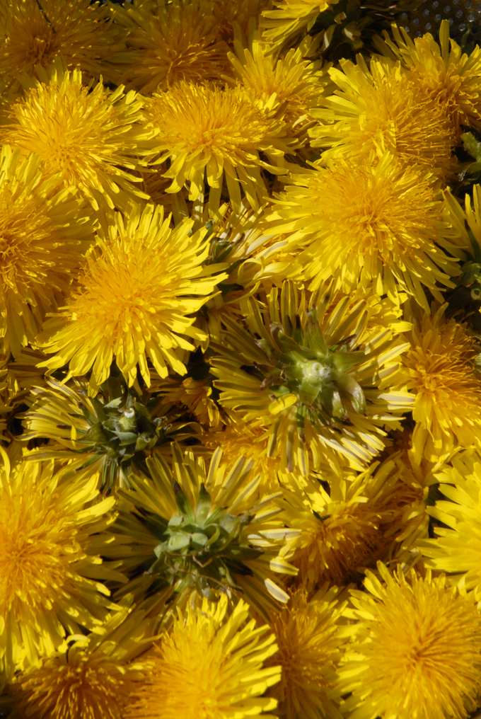 Dandelion buds