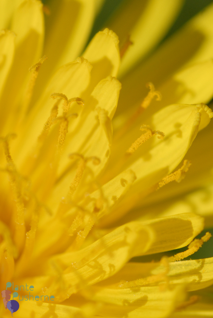 Dandelion pollen