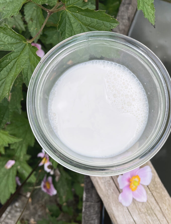 Et glas set oppefra med kridhvid hjemmelavet hampemælk. Omgivelserne er natur, blomster, træ og blade.