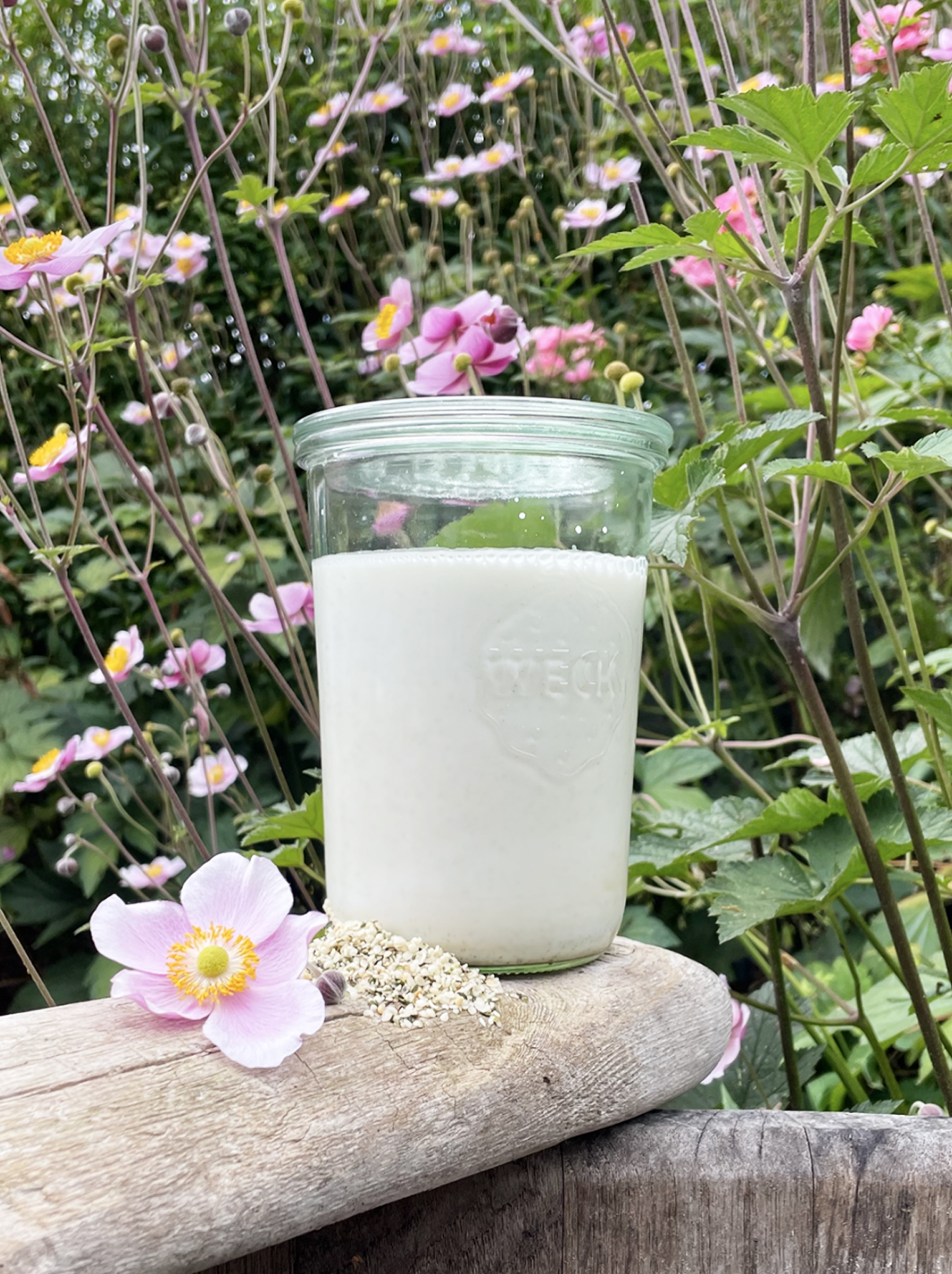 Omgivet af lyserøde blomster og grønne blade ses et stort glas med kridhvid hjemmelavet hampemælk stående på et stykke vejrbidt træ.
